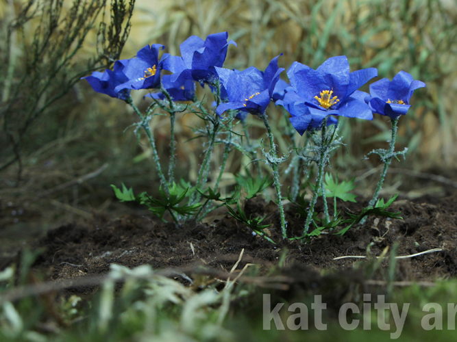 Zdjęcie: sasanka otwarta.jpg